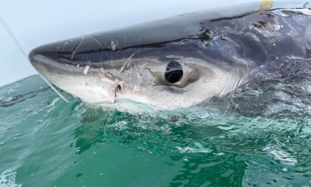 Λευκός καρχαρίας ταξιδεύει από τον Καναδά στην Βιρτζίνια για να «γιορτάσει» τα Χριστούγεννα