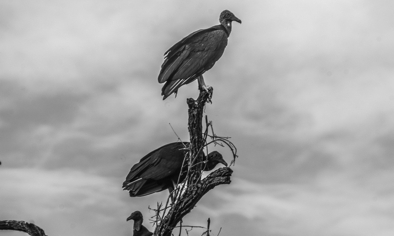Επιστρέφουν οι γύπες έπειτα από 100 χρόνια – Στήνεται το «Ευρωπαϊκό Γέλοουστοουν» στα Καρπάθια