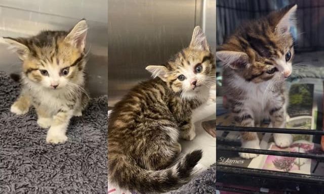 Ένα θαύμα 17 εβδομάδων: Μικρό γατάκι επέζησε έπειτα από άγρια επίθεση σκύλου