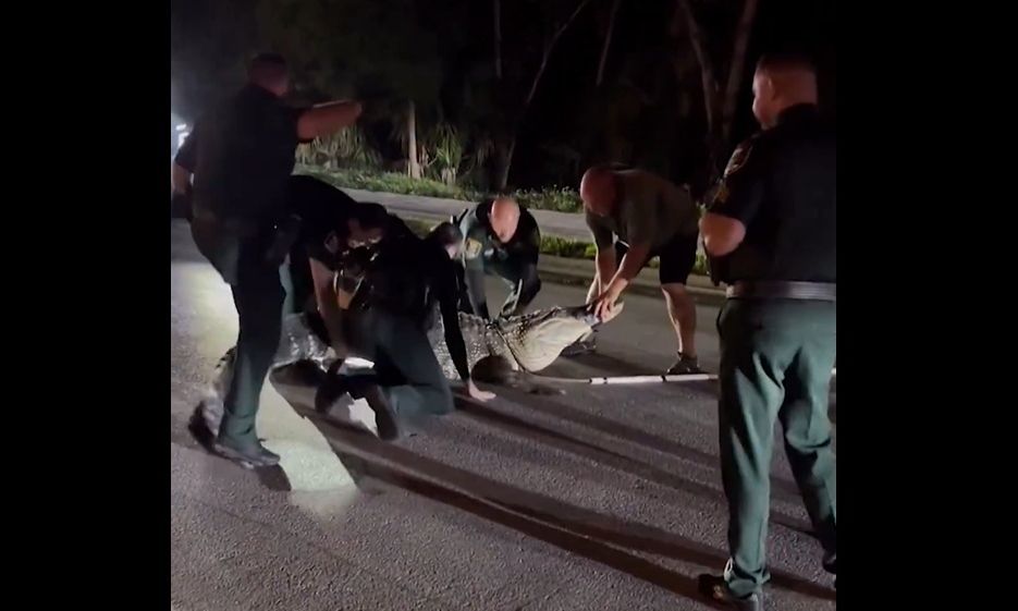 ΗΠΑ: Τεράστιος αλιγάτορας βγήκε στη μέση του δρόμου στη Φλόριντα – Δείτε βίντεο