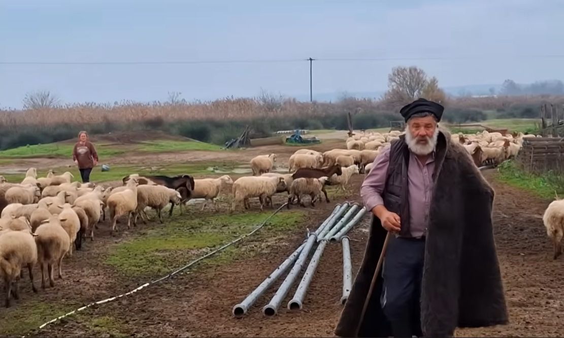 Κατέρρευσε ο κτηνοτρόφος που αποχαιρέτησε με δάκρυα τα 450 πρόβατά του – Νοσηλεύεται στο νοσοκομείο