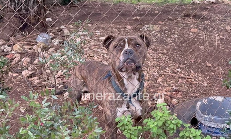 Ζάκυνθος: Την Τετάρτη το τελευταίο αντίο στο 2χρονο που δέχτηκε επίθεση από το σκύλο της οικογένειας