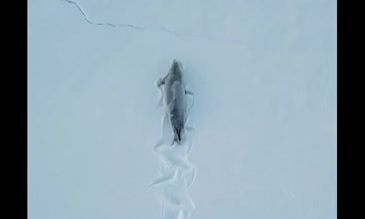 Ανταρκτική: Η στιγμή που φώκια σέρνεται στο χιόνι και αφήνει εντυπωσιακά ίχνη πίσω της