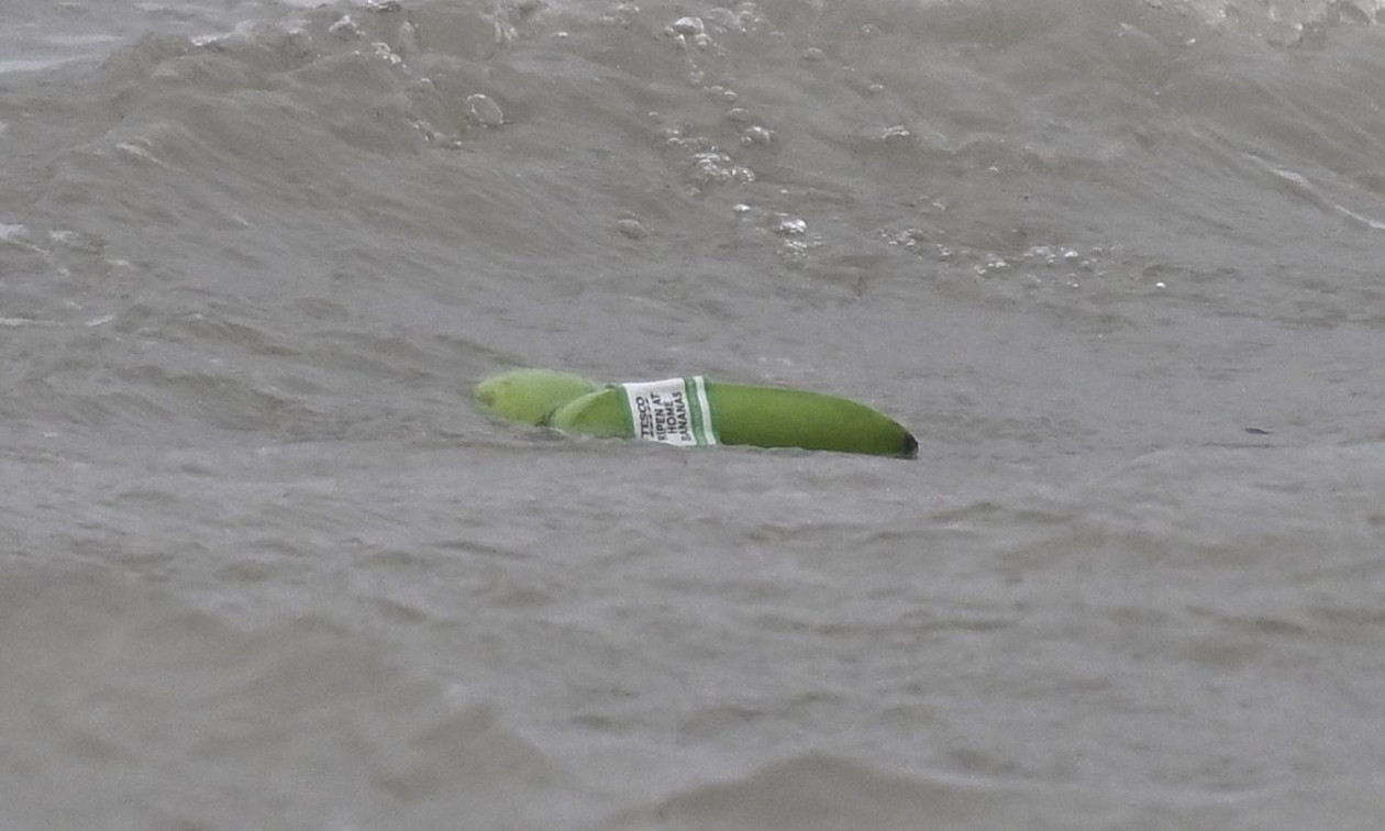 Αγγλία: Χιλιάδες μπανάνες ξεβράστηκαν στις ακτές αφού ανετράπη φορτηγό πλοίο – Δείτε βίντεο