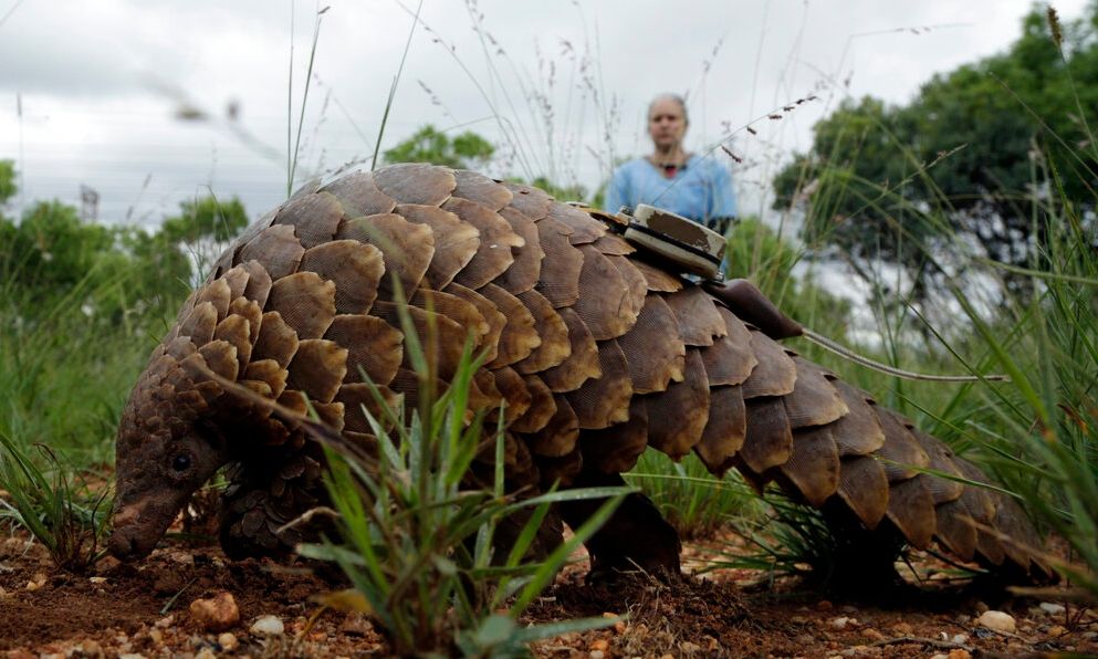 Δόντια από τίγρη… λέπια παγκολίνου και πτερύγια καρχαρία πωλούνται παράνομα στο Facebook