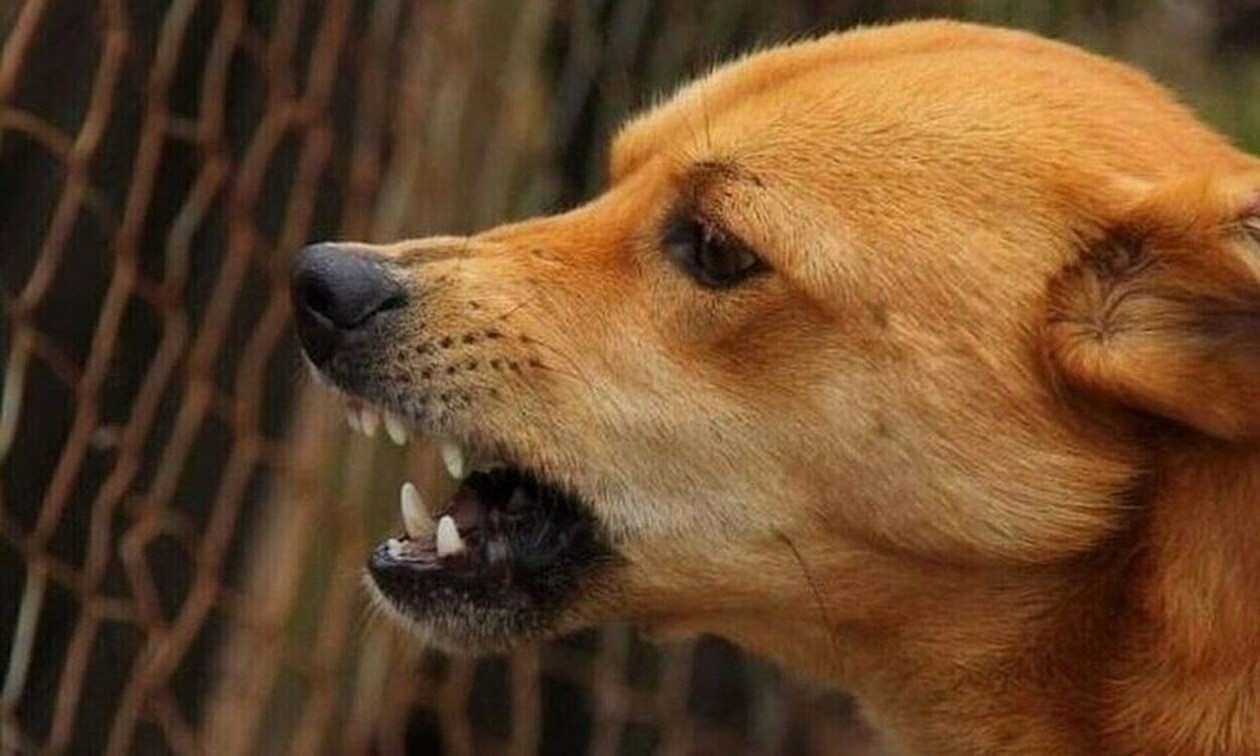 Χαλκίδα: Δεσποζόμενος σκύλος επιτέθηκε και δάγκωσε ηλικιωμένο περαστικό