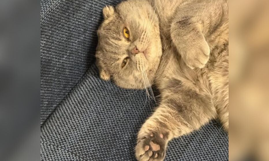 Βέλγιο: Viral η γάτα «Μάξιμους» του πρωθυπουργού – Το αιλουροειδές επικοινωνιακό «όπλο»