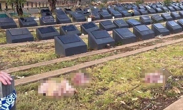 Αυστραλία: Ανησυχητικά αντίποινα – Πέταξαν κεφάλια χοίρων σε μουσουλμανικούς τάφους