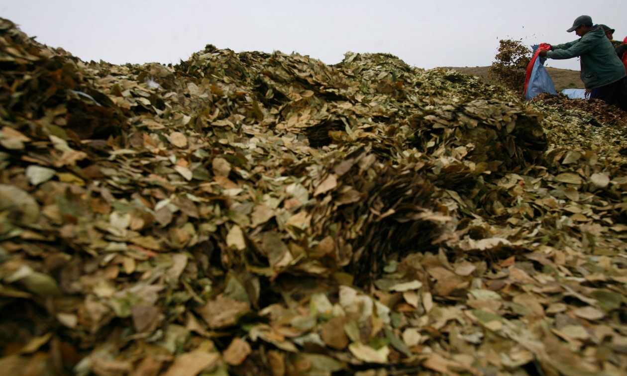 Βολιβία: Η επιφάνεια των καλλιεργειών κόκας στη αυξήθηκε το 2024 κατά 10%