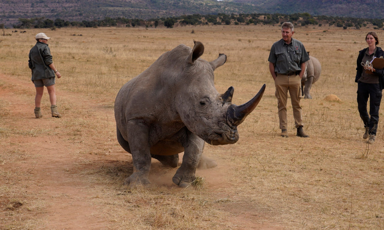 Επιχείρηση «Operation Thunder»: Διασώθηκαν 30.000 ζώα από δίκτυο παράνομης διακίνησης
