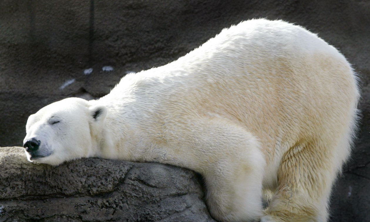 Πολικές αρκούδες με ασυνήθιστες γενετικές αλλαγές ανακαλύφθηκαν στη Γροιλανδία