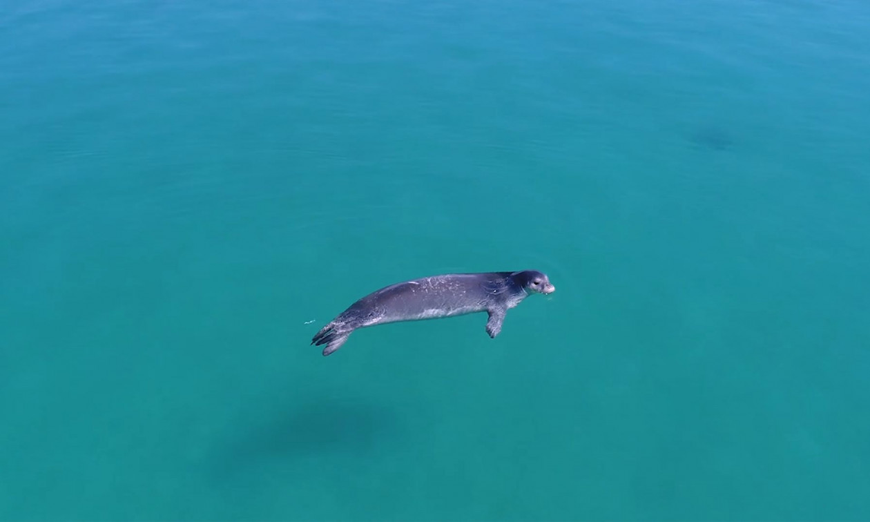 «Κρύβονται για να επιβιώσουν»: Ο τουρισμός διώχνει τη μεσογειακή φώκια από τις ακτές