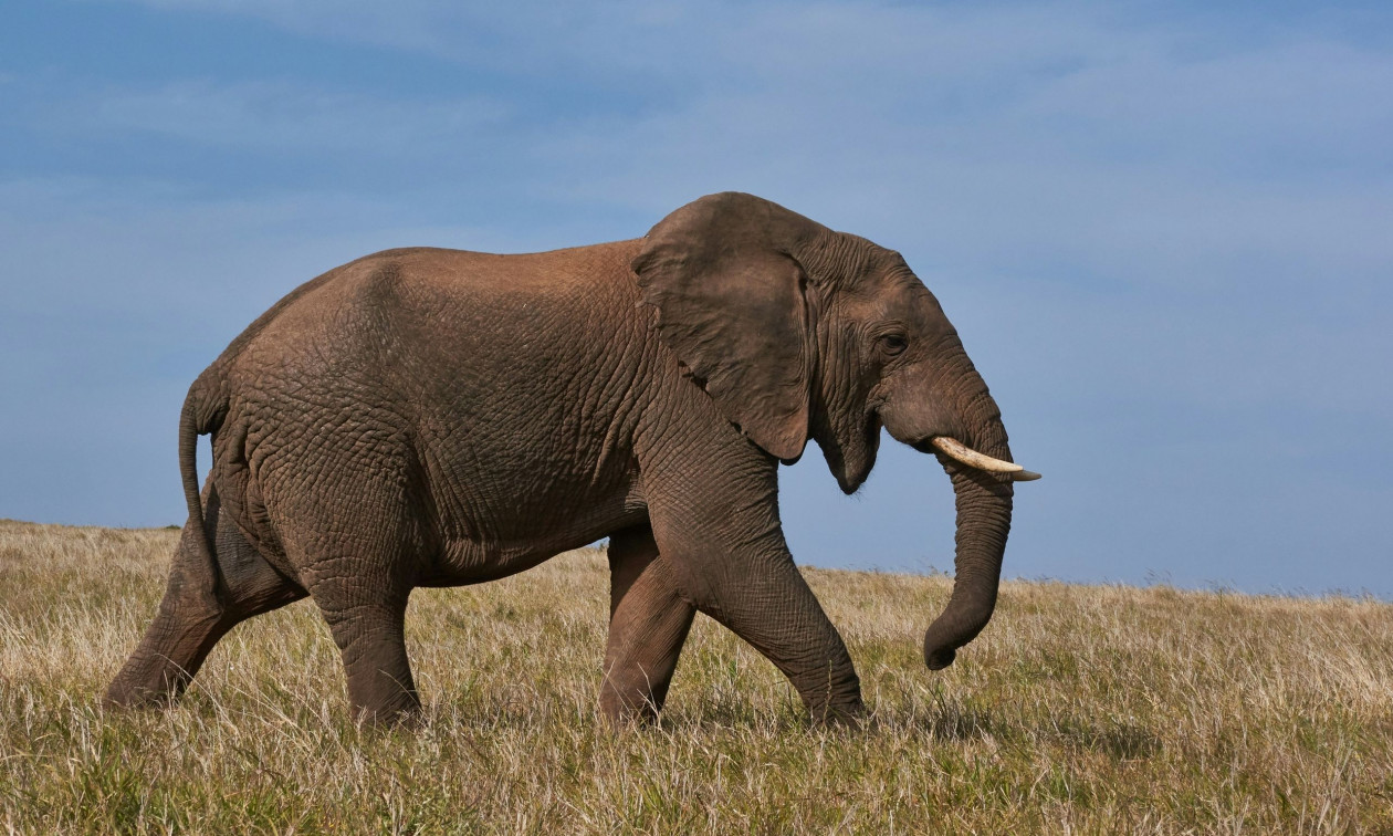 Αποτρόπαιο έγκλημα στη Σρι Λάνκα: Έκαψαν ζωντανό ελέφαντα – Σκληρές εικόνες
