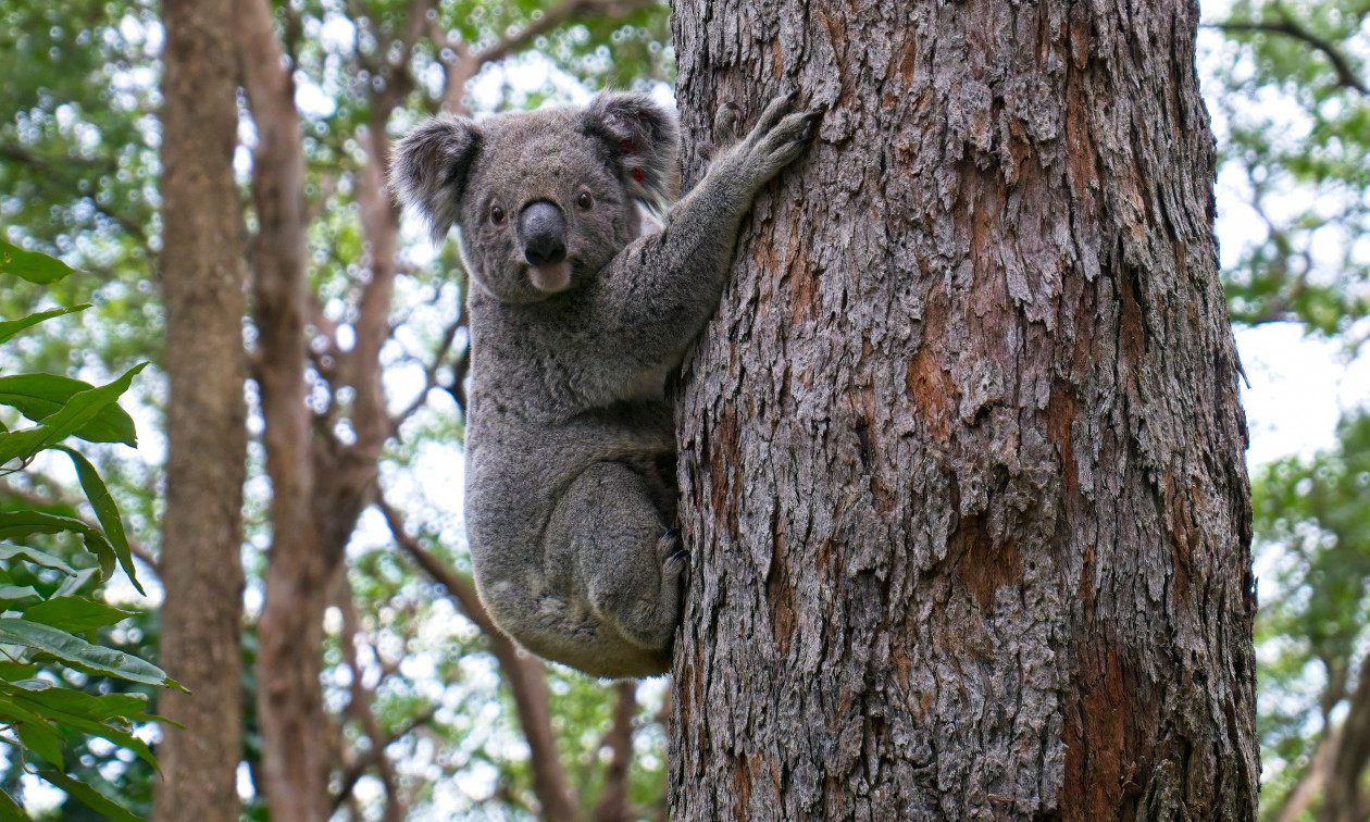 Αυστραλία: Ξανά στη φύση χιλιάδες ζώα – Το πείραμα rewilding μεταμορφώνει 12.000 στρέμματα σε δάσος