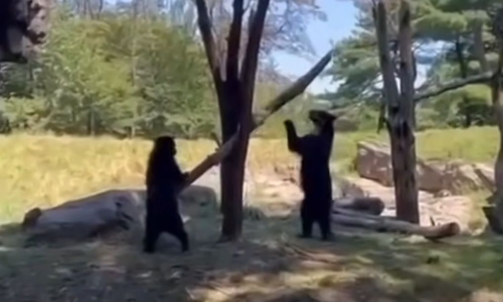 Δύο νεαρές αρκούδες κάνουν…τραμπάλα σε ζωολογικό κήπο της Νέας Υόρκης