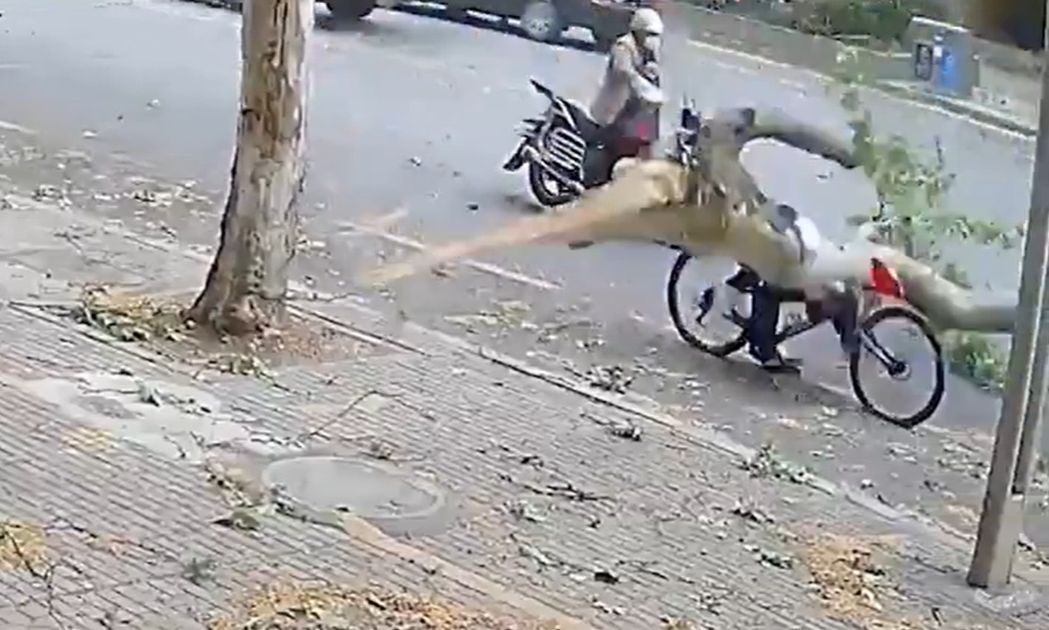 Κίνα: Κλαδί έσπασε λόγω ισχυρών ανέμων και έπεσε πάνω σε ποδηλάτη – Δείτε βίντεο