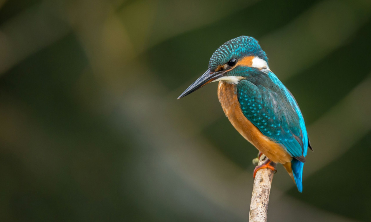 Eγκαταλελειμμένα διυλιστήρια πετρελαίου έγιναν «σπίτι» για χιλιάδες έντομα, πουλιά και φυτά