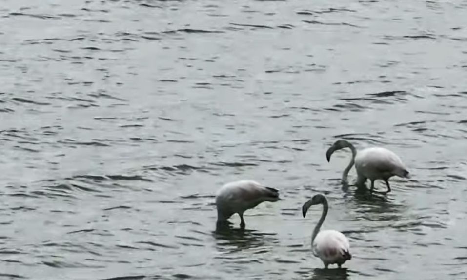 Κέρκυρα: Χριστουγεννιάτικη επίσκεψη φλαμίνγκο στη Λιμνοθάλασσα Χαλικιόπουλου – Εντυπωσιακό βίντεο