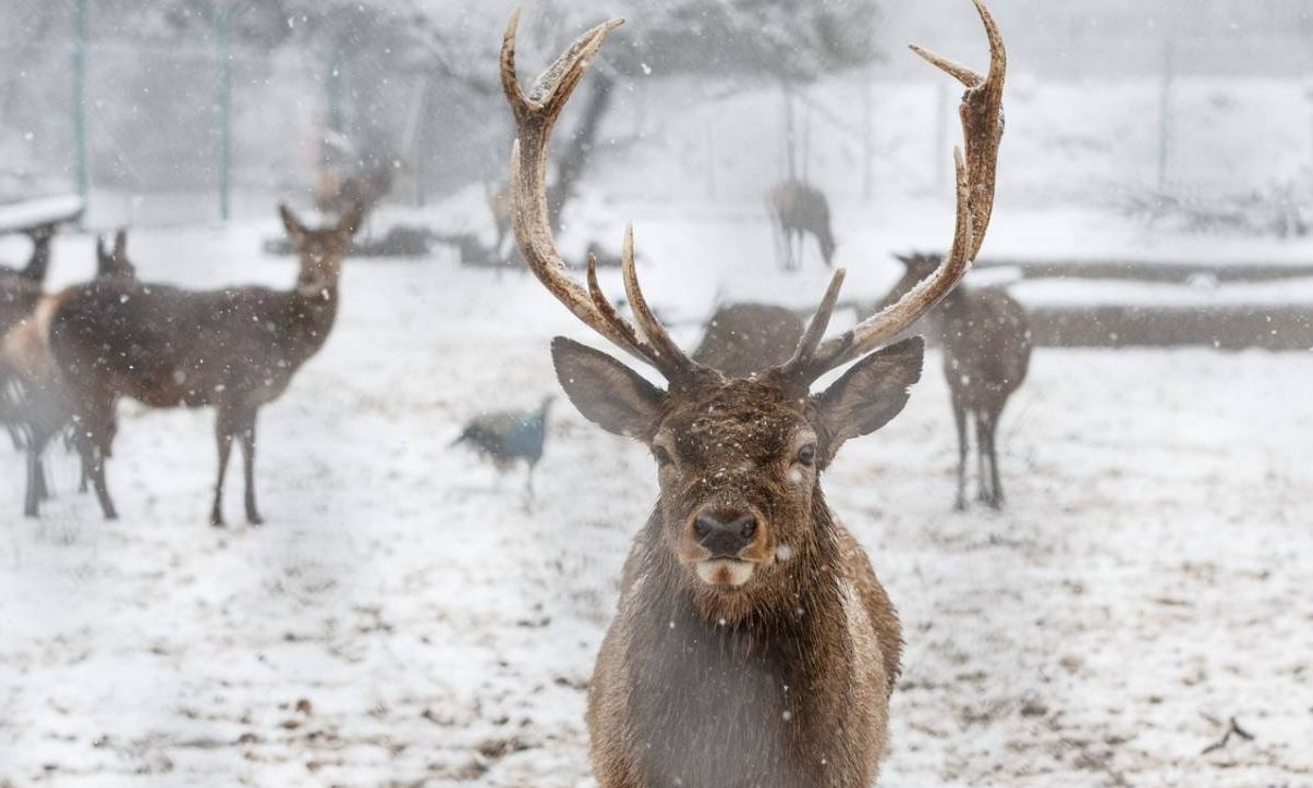 Οι «τάρανδοι του Άγιου Βασίλη» απειλούνται από… τον πόλεμο στην Ουκρανία