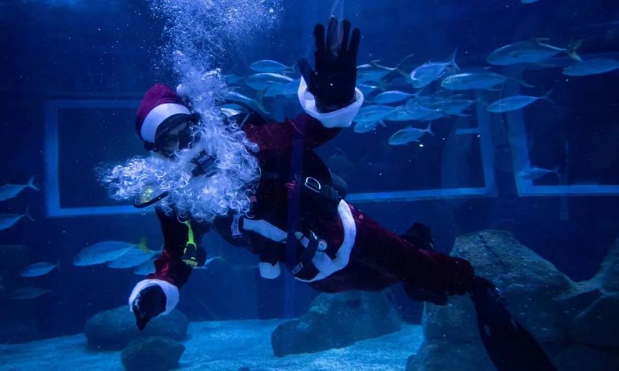 Χριστούγεννα στον βυθό: Από τη Βραζιλία μέχρι την Κύπρο οι Άγιοι Βασίληδες φόρεσαν… βατραχοπέδιλα