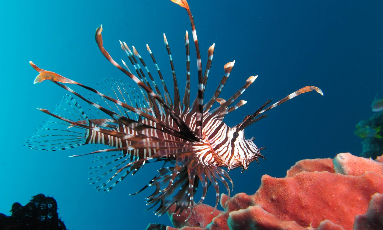 Κύπρος: Λεοντόψαρο στο μενού – Πώς αντιμετωπίζουν τον «εισβολέα» οι ψαράδες