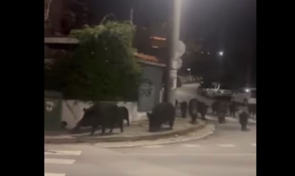 Θεσσαλονίκη: Αγέλη αγριογούρουνων στο Πανόραμα – Δείτε βίντεο