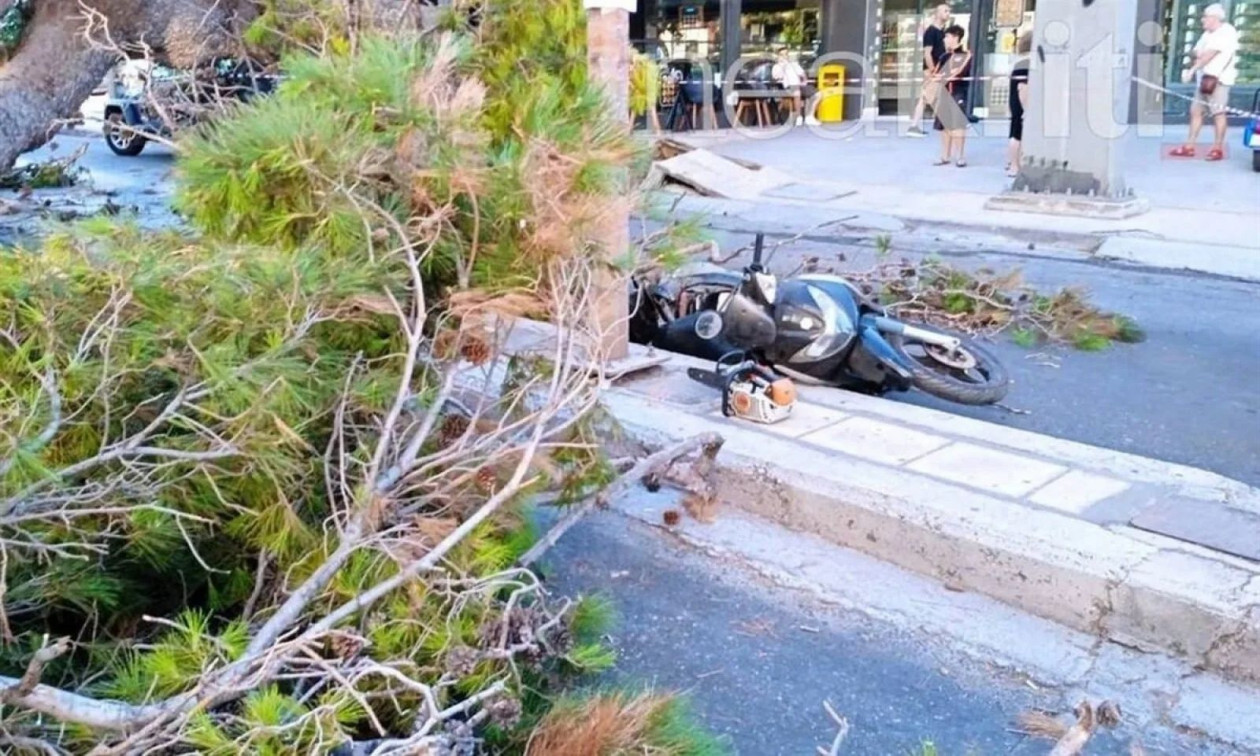 Ισχυρός Βαρδάρης στη Θεσσαλονίκη: Πτώσεις δέντρων και δεκάδες κλήσεις για βοήθεια