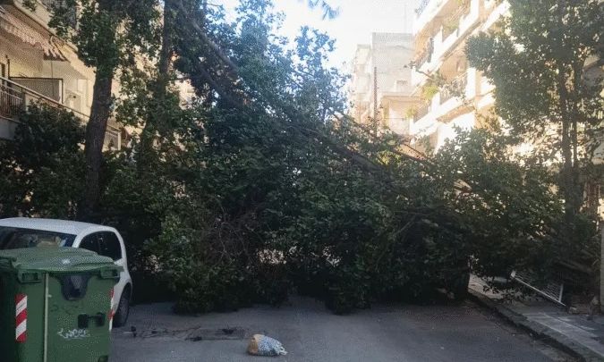 Θεσσαλονίκη: Δεκάδες πτώσεις δέντρων λόγω των θυελλωδών ανέμων – Βίντεο, φωτογραφίες