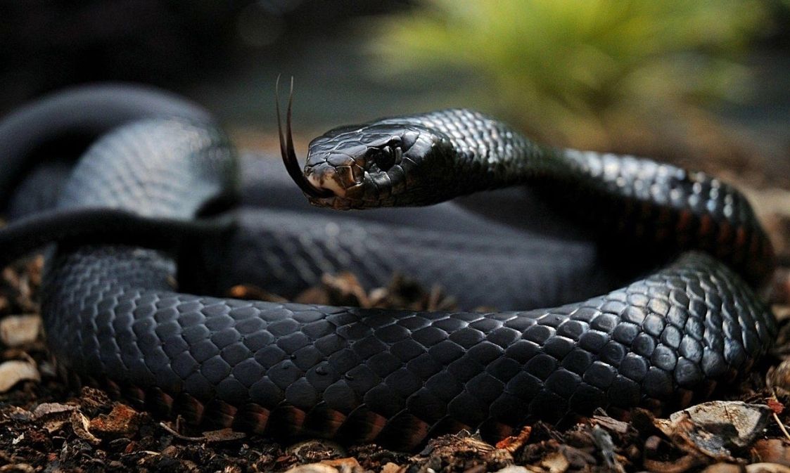 Κεντάκι: Έσωσαν άνθρωπο από δηλητηριώδες φίδι και τώρα απειλούνται με κυρώσεις