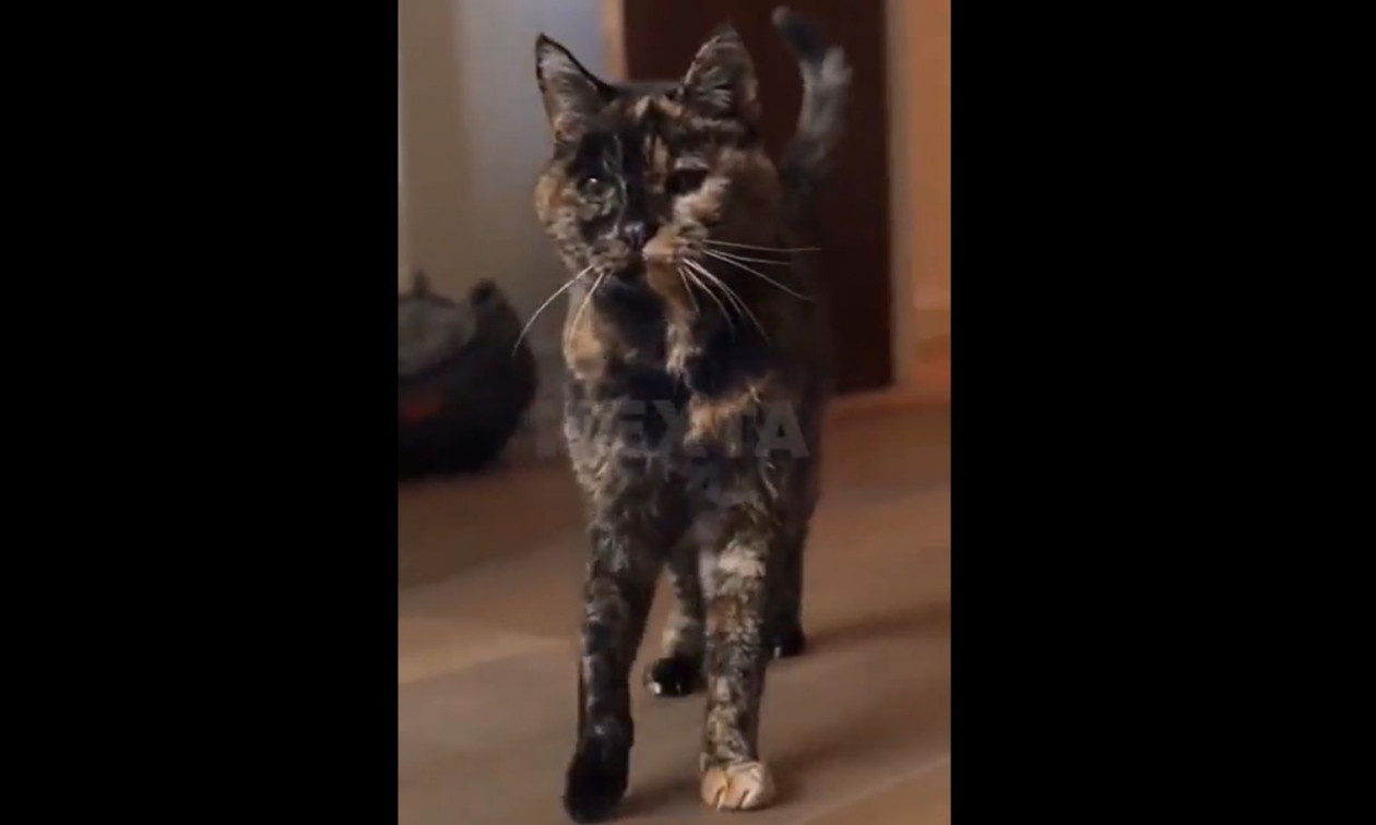 Η μεγαλύτερη σε ηλικία γάτα στον κόσμο έγινε σήμερα 30 ετών – Δείτε βίντεο