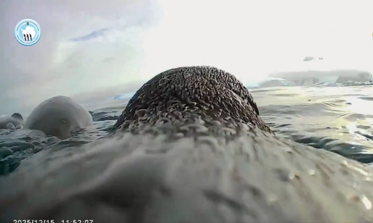 Ανταρκτική: Επιστήμονες τοποθέτησαν κάμερα σε πλάτη πιγκουίνου και κατέγραψαν την καθημερινότητα του