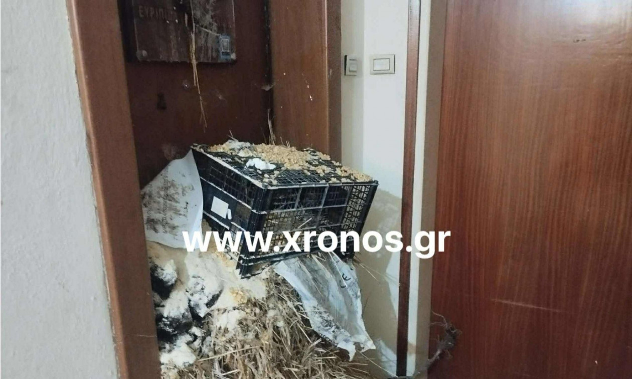 Αγρότες: Βαμβάκι και σανό σε δικηγορικό γραφείο βουλευτή στη Ροδόπη – Βίντεο