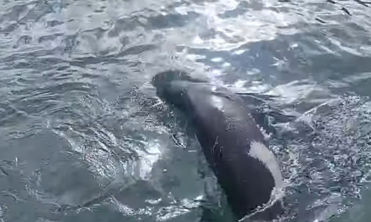 Χανιά: Φώκια εμφανίστηκε στα νερά του ενετικού λιμανιού