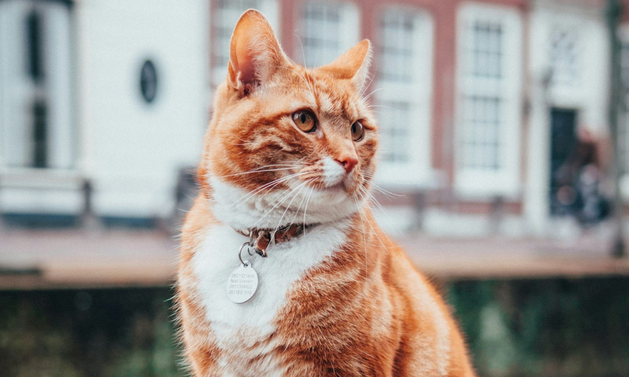 Αθόρυβα Πυροτεχνήματα: Η πρωτοβουλία της Ειδικής Γραμματείας για την Προστασία των Ζώων Συντροφιάς