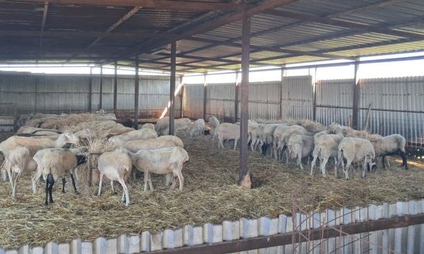 Επιστρατεύονται στρατιωτικοί κτηνίατροι για την αντιμετώπιση της ευλογιάς αιγοπροβάτων