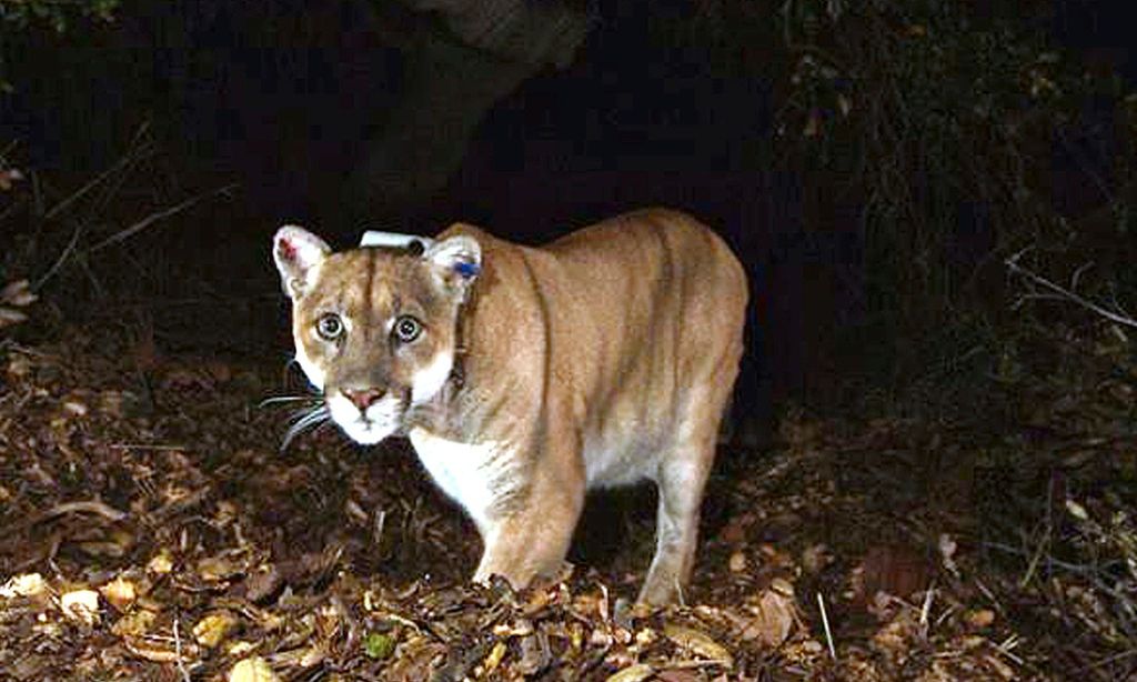 Πούμα επιτέθηκε και σκότωσε πεζοπόρο στο Κολοράντο – Πρώτη επίθεση μετά από 25 χρόνια