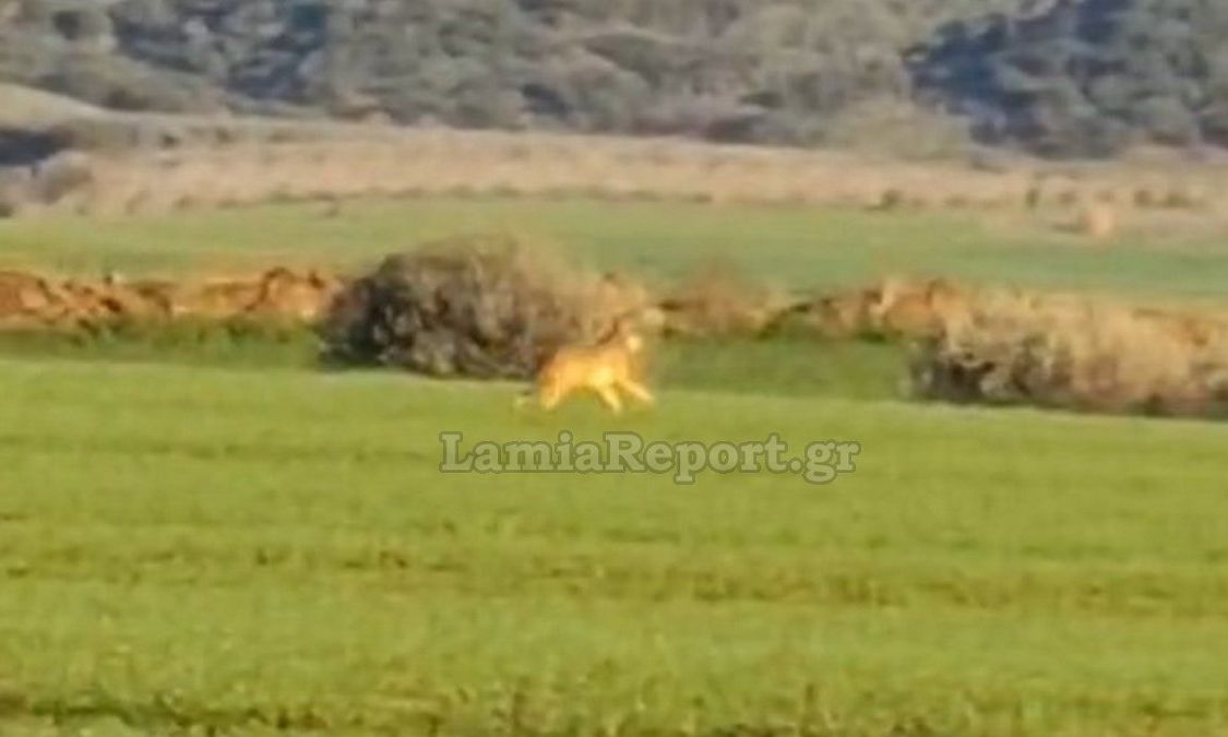 Φθιώτιδα: Λύκος κοντά σε σπίτια – Ανησυχία για τους κατοίκους