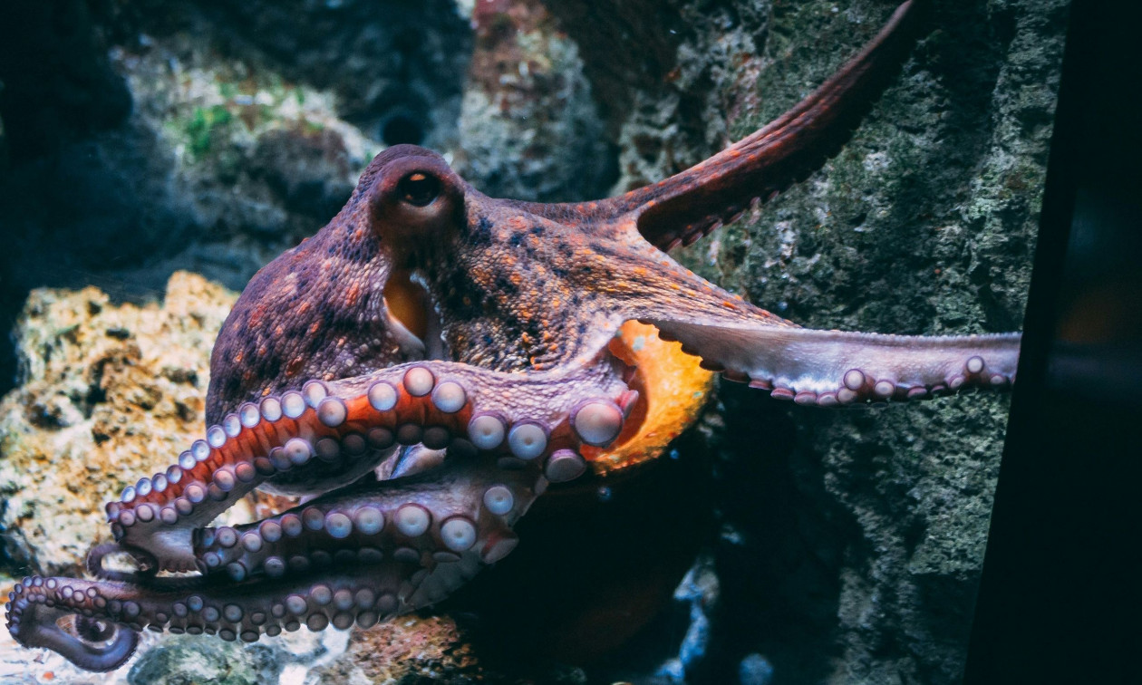 Το 2025 ήταν η «Χρονιά του Χταποδιού», λόγω ενός ασυνήθιστου ρεκόρ