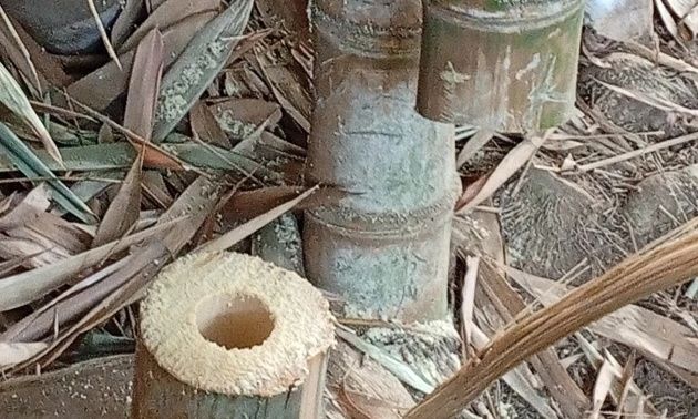 Ρέθυμνο: Βανδαλισμός στον Δημοτικό Κήπο – Έκοψαν μπαμπού 80 ετών