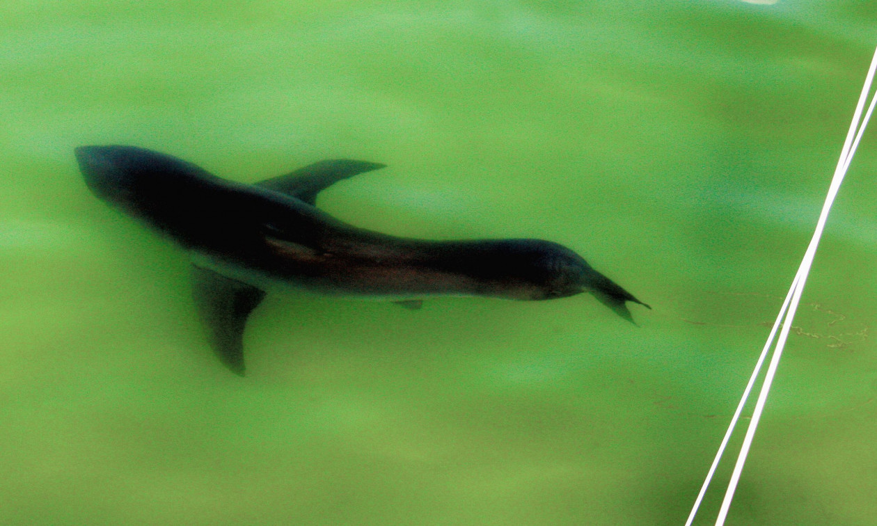 Τεράστιος καρχαρίας εμφανίζεται εκεί που δεν θα έπρεπε και προβληματίζει τους επιστήμονες