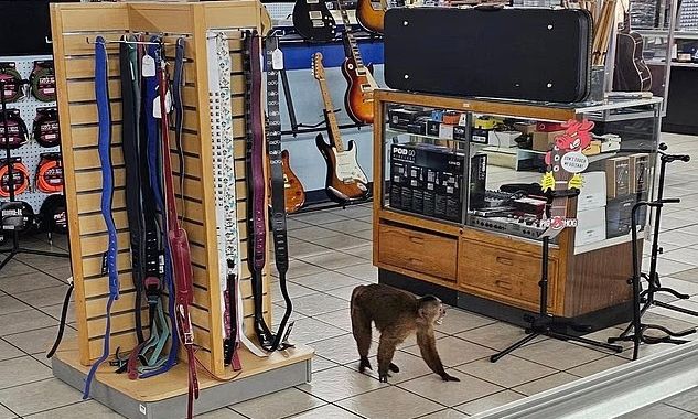 ΗΠΑ: Πίθηκος προκάλεσε ζημιές σε κατάστημα με κιθάρες –  Εντοπίστηκε μετά από ώρες