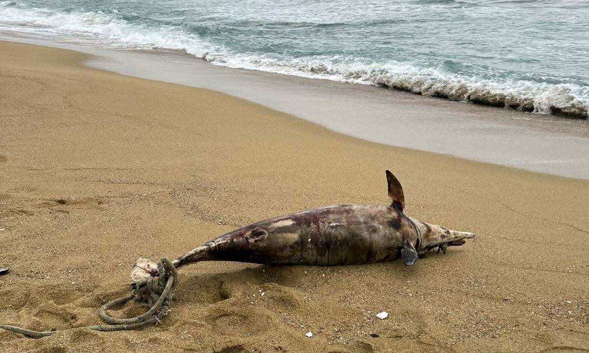 Καβάλα: Ξεβράστηκε νεκρό δελφίνι στη Ραψάνη – Είχε δεμένο σκοινί στην ουρά του