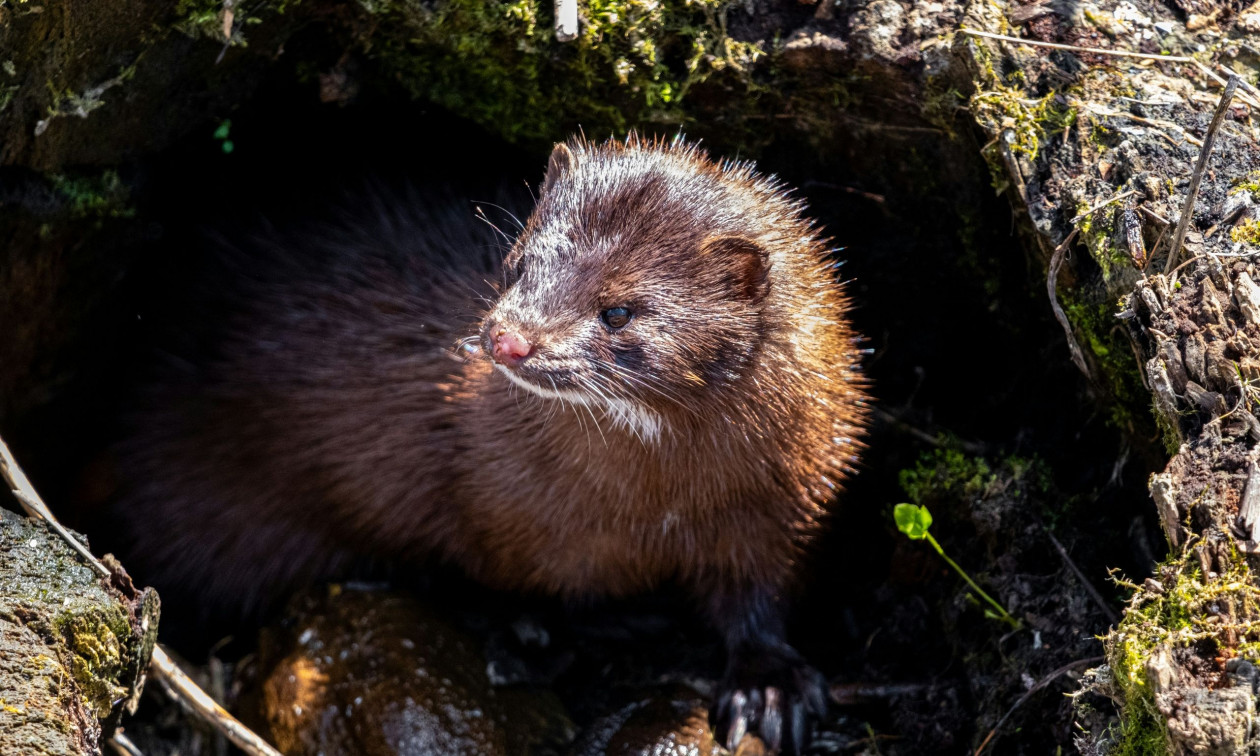 Πολωνία: Απαγόρευσε την εκτροφή ζώων για γούνες – «Είναι μια ιστορική στιγμή»