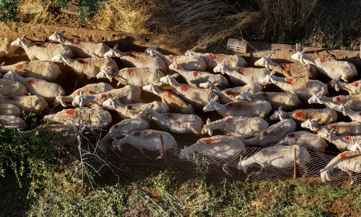 Κρήτη: Ιδρύονται 16 απολυμαντικοί σταθμοί για πρόληψη της ευλογιάς των αιγοπροβάτων