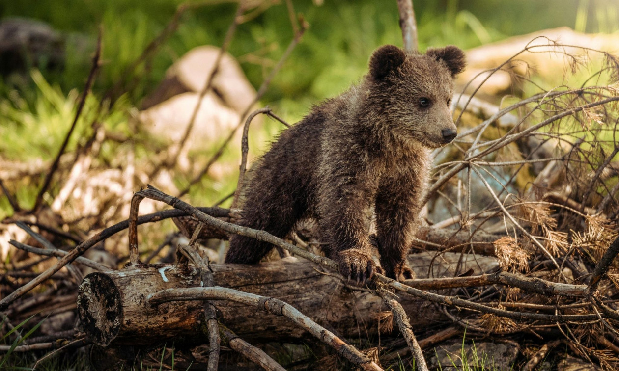 Φλώρινα: Αρκουδάκι έκανε βόλτα σε δρόμο και σταμάτησε για να φάει γαριδάκια