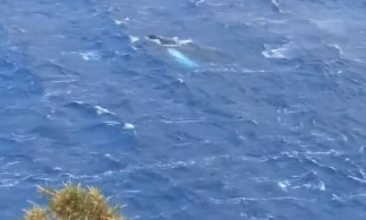 Κάλυμνος: Φάλαινα έκανε την εμφάνισή της στον κόλπο των Αργινώντων – Βίντεο