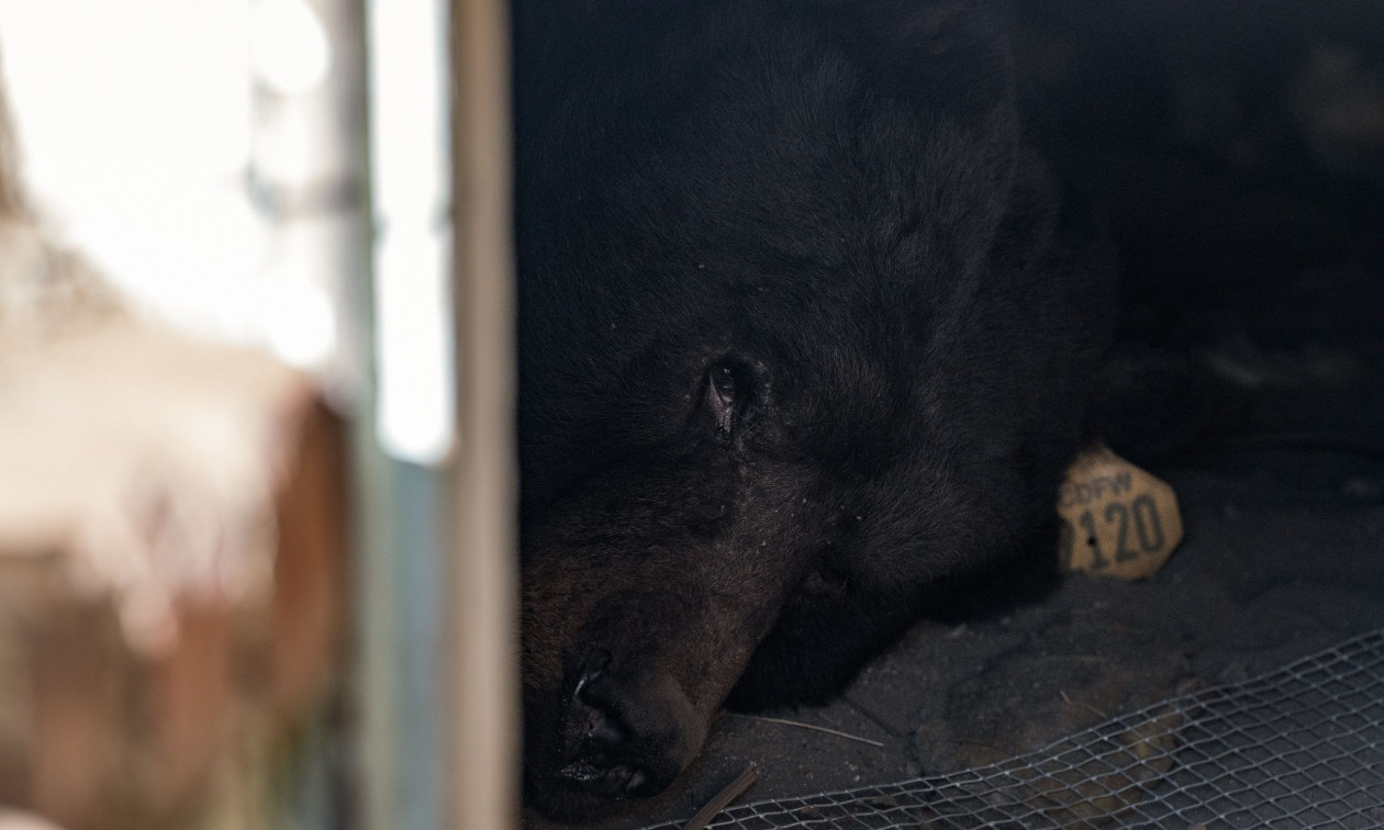 Καλιφόρνια: Τεράστια μαύρη αρκούδα έμενε στο υπόγειο σπιτιού για περισσότερο από έναν μήνα