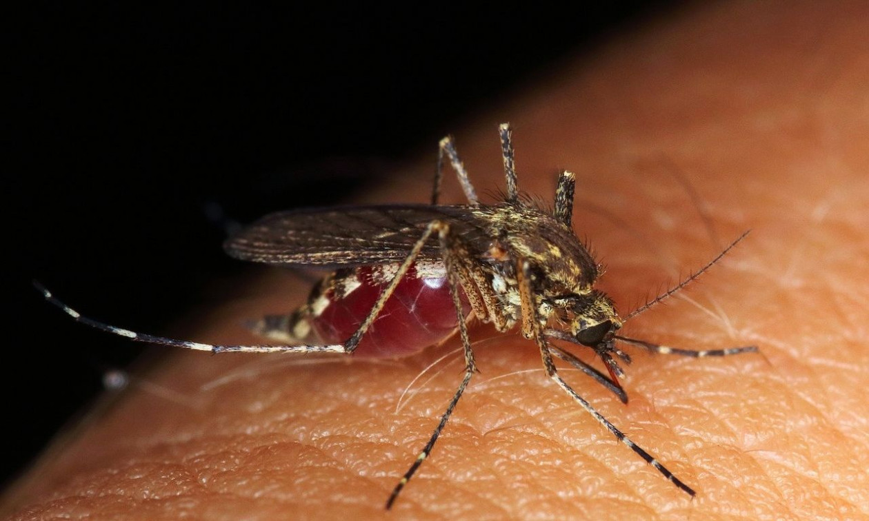 Κουνούπια και τον χειμώνα: Πώς οι θερμότερες θερμοκρασίες ευνοούν την εξάπλωσή τους σε νέες περιοχές