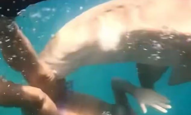 Βραζιλία: Καρχαρίες περικύκλωσαν γυναίκα που έκανε κατάδυση – Η στιγμή της επίθεσης (Βίντεο)