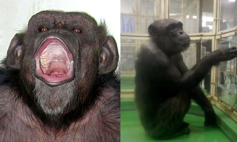 Πέθανε ο χιμπατζής που είχε χαρακτηριστεί «ιδιοφυΐα» – Αναγνώριζε γράμματα, αριθμούς και χρώματα
